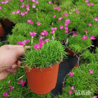 高度15厘米欧石竹