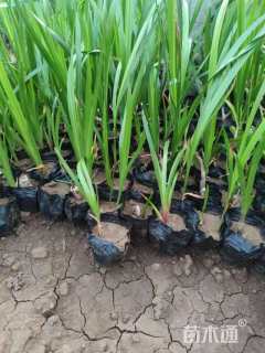 高度15厘米菖蒲