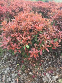 冠幅80厘米红叶石楠球