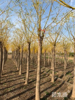 12公分高杆金枝槐