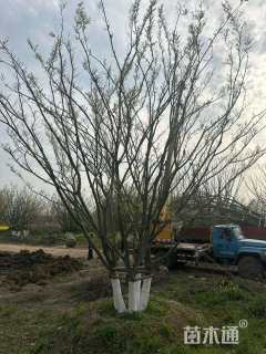 40公分朴树