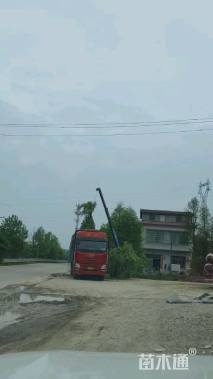 12公分杨树