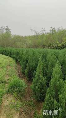 高度100厘米刺柏