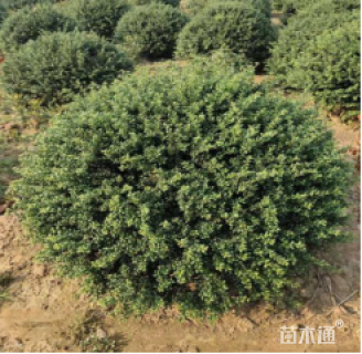 冠幅90厘米龟甲冬青球