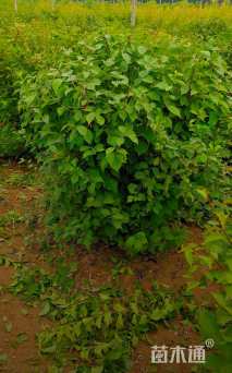 冠幅120厘米榆叶梅球