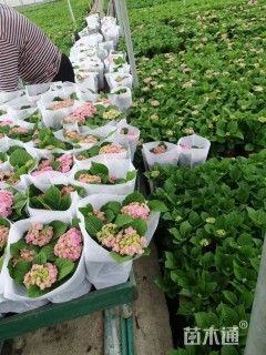 高度50厘米无尽夏绣球