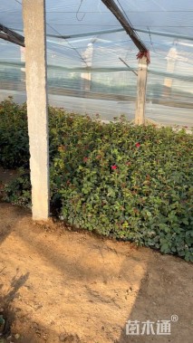高度30厘米红帽月季