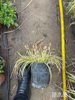 高度20厘米金丝苔草