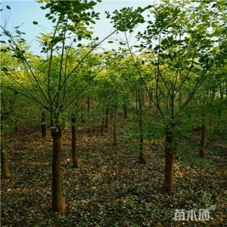 6公分金叶槐