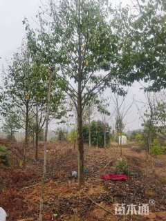 15公分乐昌含笑