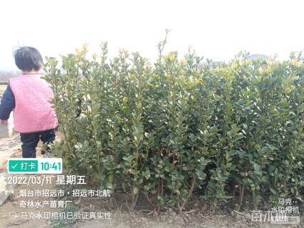 高度90厘米大叶黄杨小苗