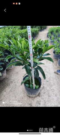 高度20厘米非洲茉莉