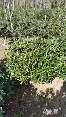 高度120厘米虎刺