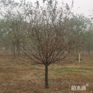 20公分垂丝海棠