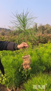 高度30厘米湿地松小苗