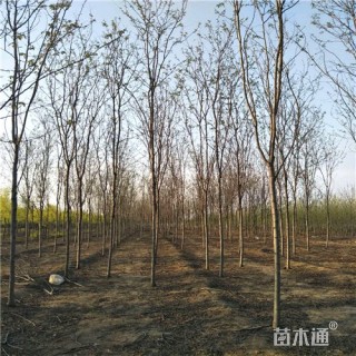 6公分香花槐