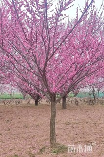 20公分红梅