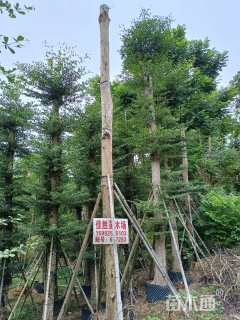 20公分小叶榄仁
