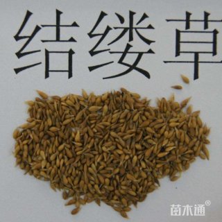 结缕草种子