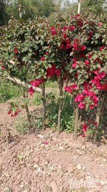 高度150厘米三角梅