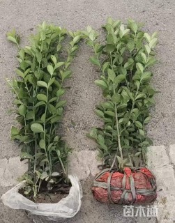 高度50厘米北海道黄杨