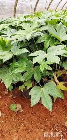 高度40厘米八角金盘