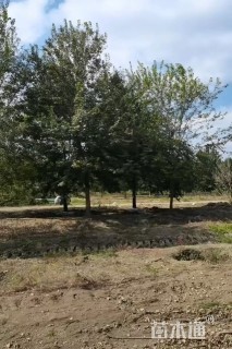 5公分三角枫