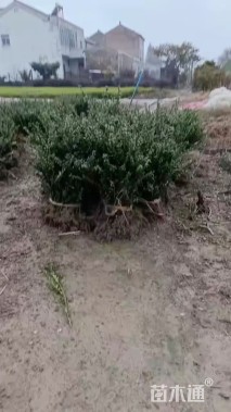 高度35厘米龟甲冬青小苗