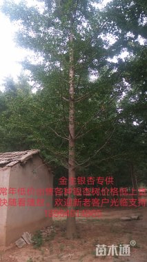 25公分银杏
