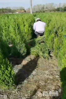 高度110厘米桧柏