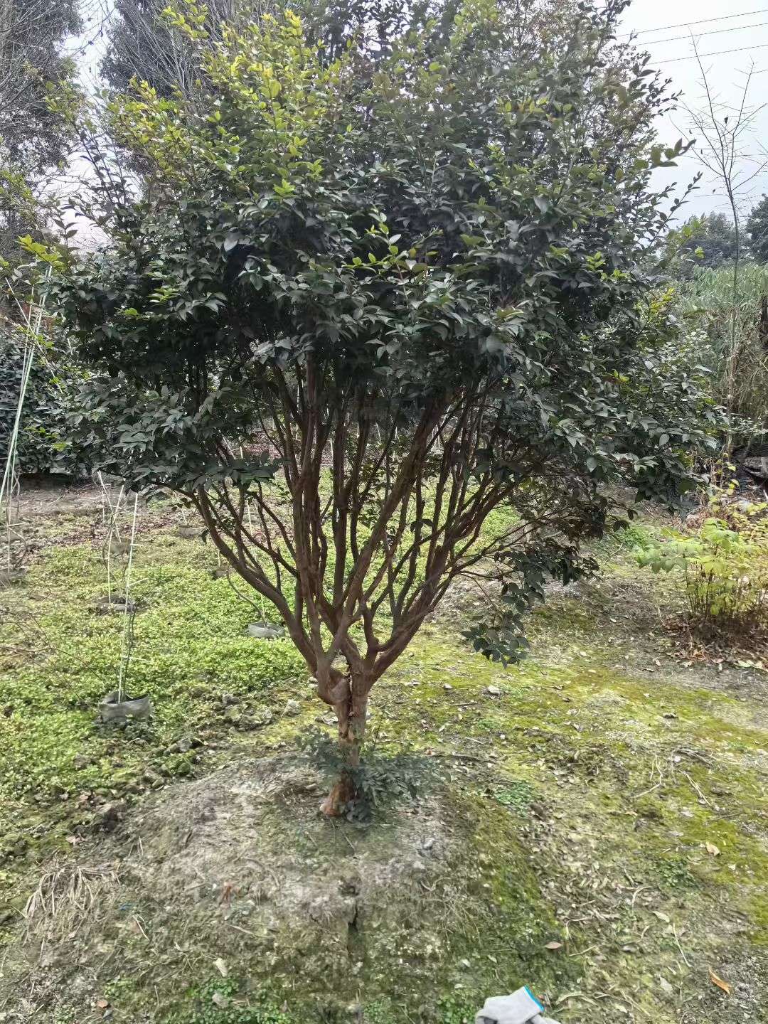 高度250厘米嘉宝果