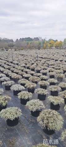 高度25厘米银叶菊