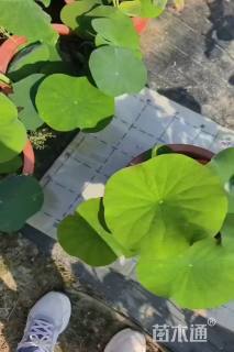 高度20厘米荷花