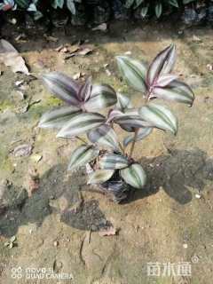 高度15厘米吊竹梅