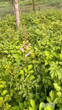 高度25厘米落新妇