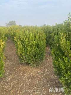 冠幅100厘米小叶黄杨球