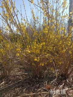 高度250厘米连翘