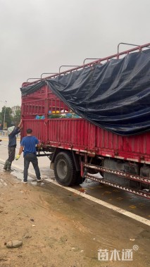 高度30厘米海南洒金榕