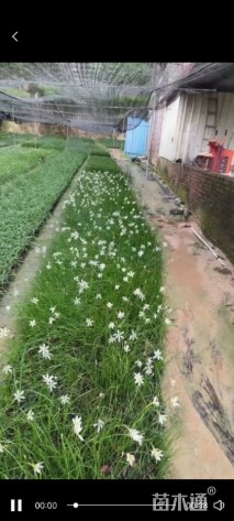 高度20厘米葱兰