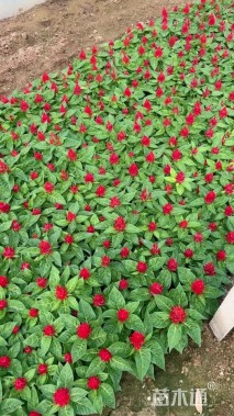 高度15厘米一支笔