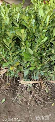 高度35厘米海桐