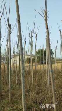 5公分栾树