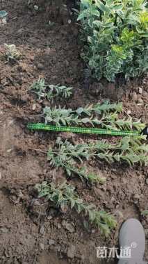 高度30厘米金边黄杨