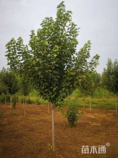 5公分美国红枫-红冠