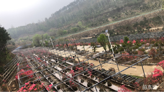 10公分映山红桩