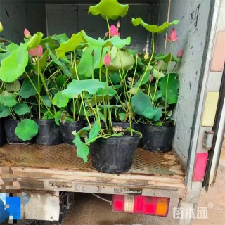 高度50厘米荷花