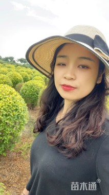 冠幅100厘米金冠女贞球