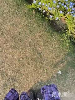 喜林草种子