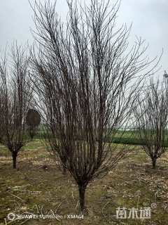 10公分龙柱碧桃