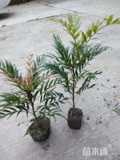 高度50厘米十大功劳